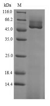 Plant subunit beta-like protein