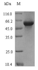 Plant Serpin-Z1B protein