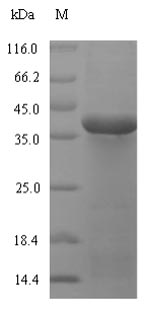 Bacterial pepF protein