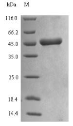 Plant MM1 protein