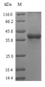 Bovine C3 protein