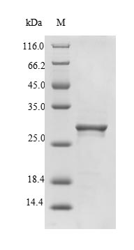 Reptile subunit alpha protein