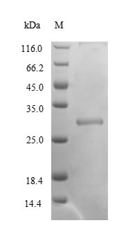 Plant PC237 protein