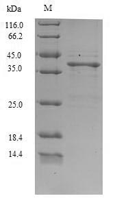 Bacterial ssaA2 protein