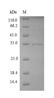 Bacterial yuaB protein