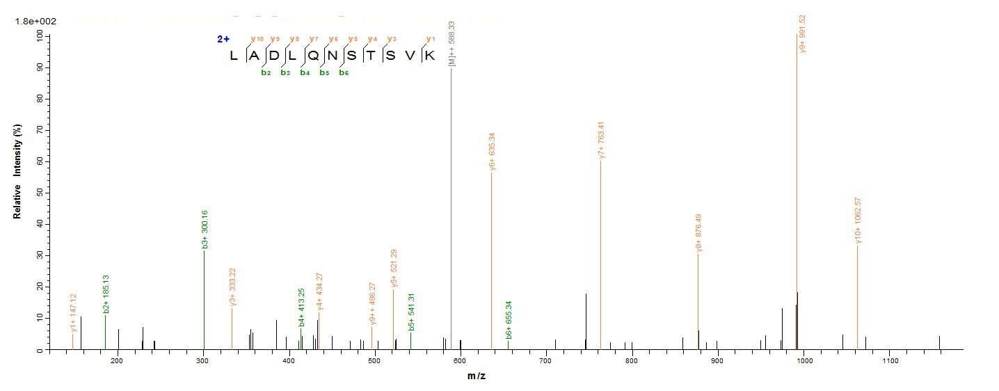 Bacterial pepA protein