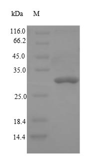 Rat Dpp4 protein