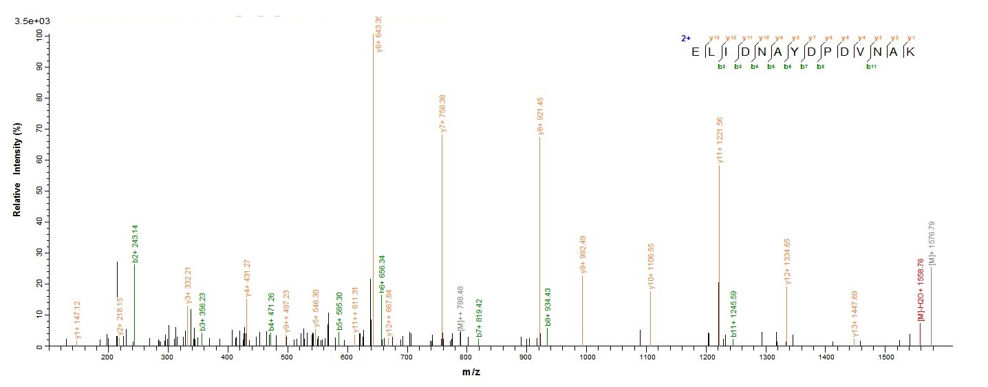 Human MORC3 protein