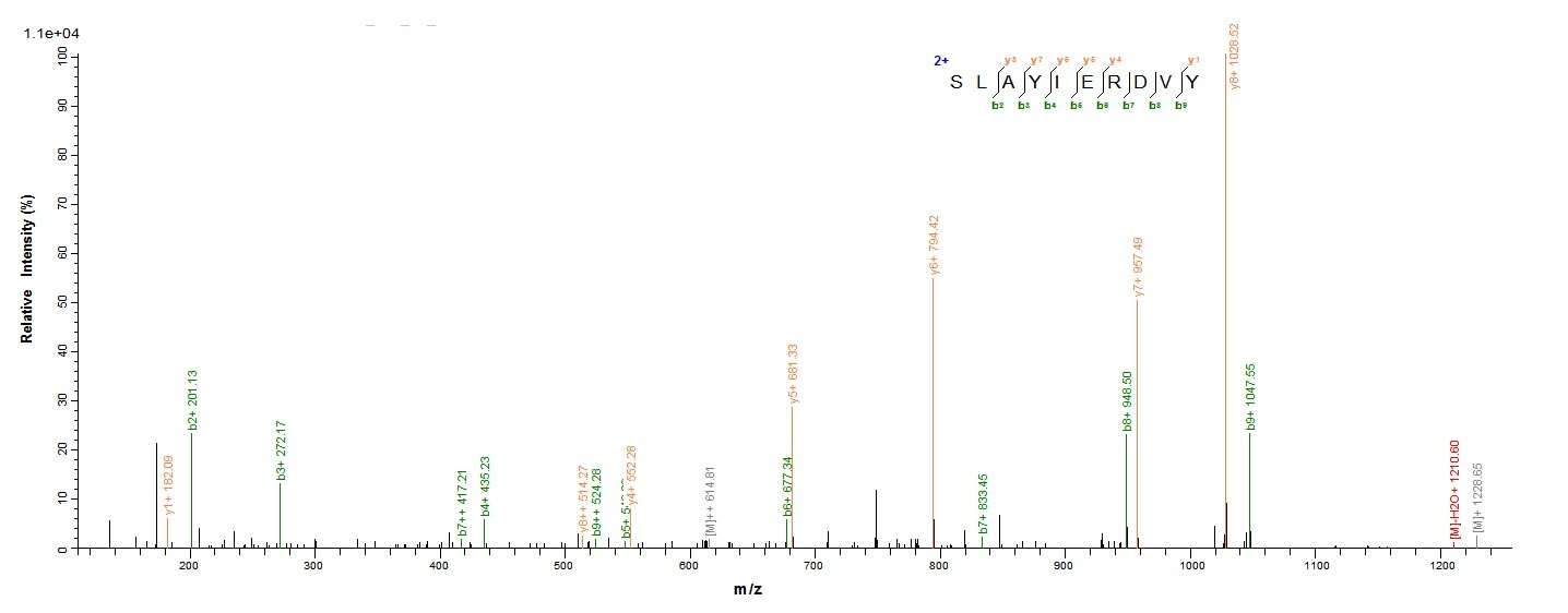 Human MORC3 protein