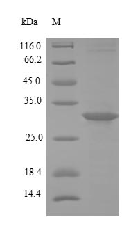 Bacterial vjbR protein