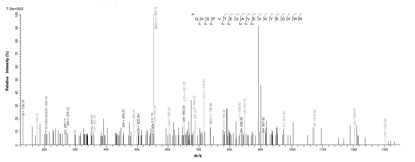 Human LOXL4 protein