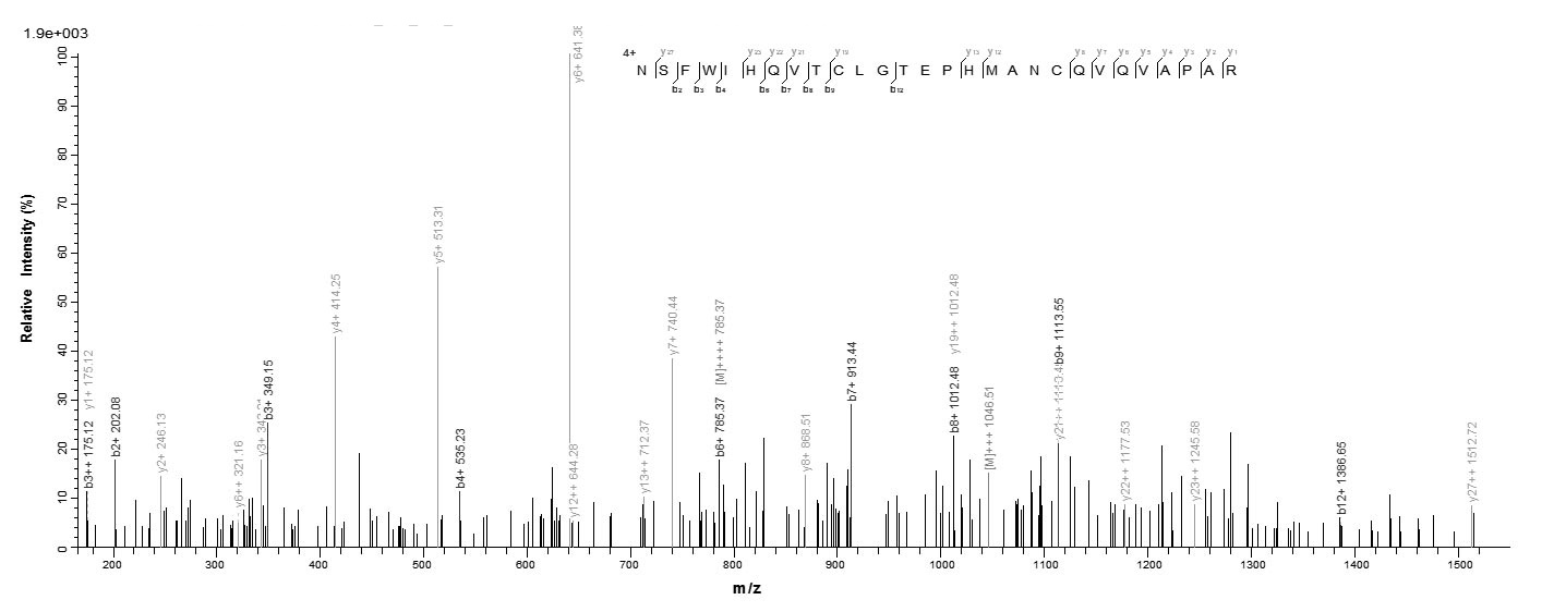 Human LOXL4 protein