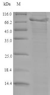 Mouse Adamts5 protein