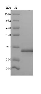 Human MDC1 protein
