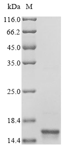 Mouse Transthyretin protein