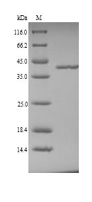 Pig F12 protein