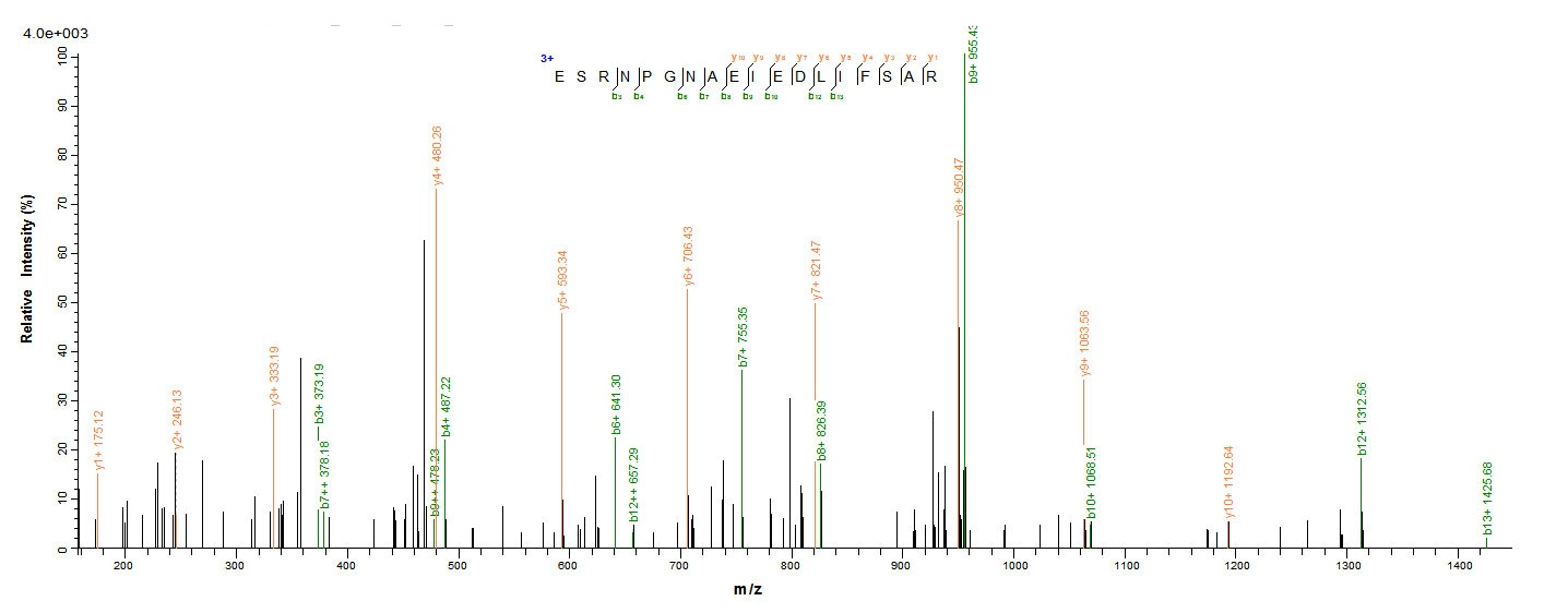 Viral NP protein