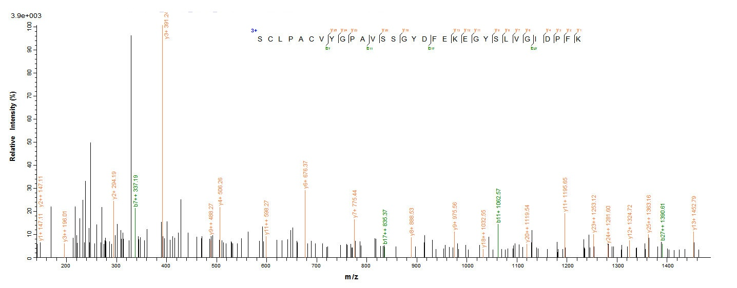 Viral NP protein
