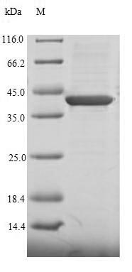 Human CHD1L protein