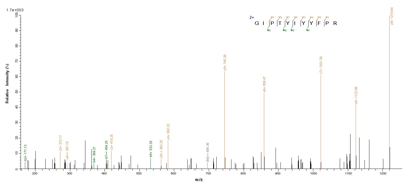 Human CHD1L protein