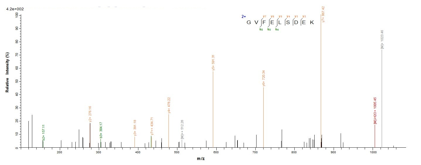 Viral Nucleoprotein protein