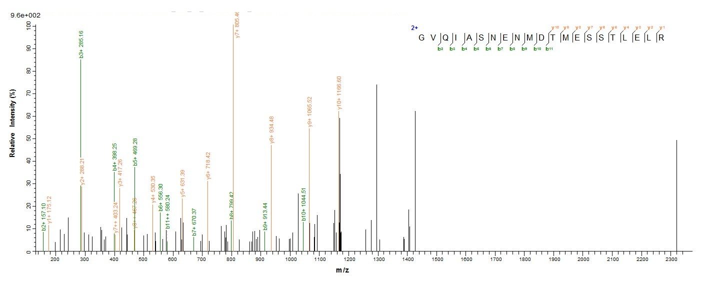 Viral Nucleoprotein protein