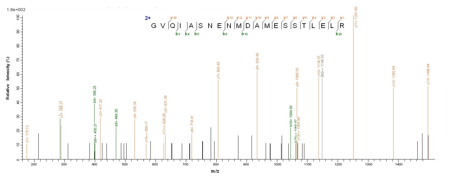 Viral Nucleoprotein protein