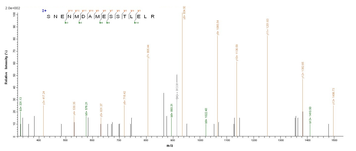 Viral Nucleoprotein protein