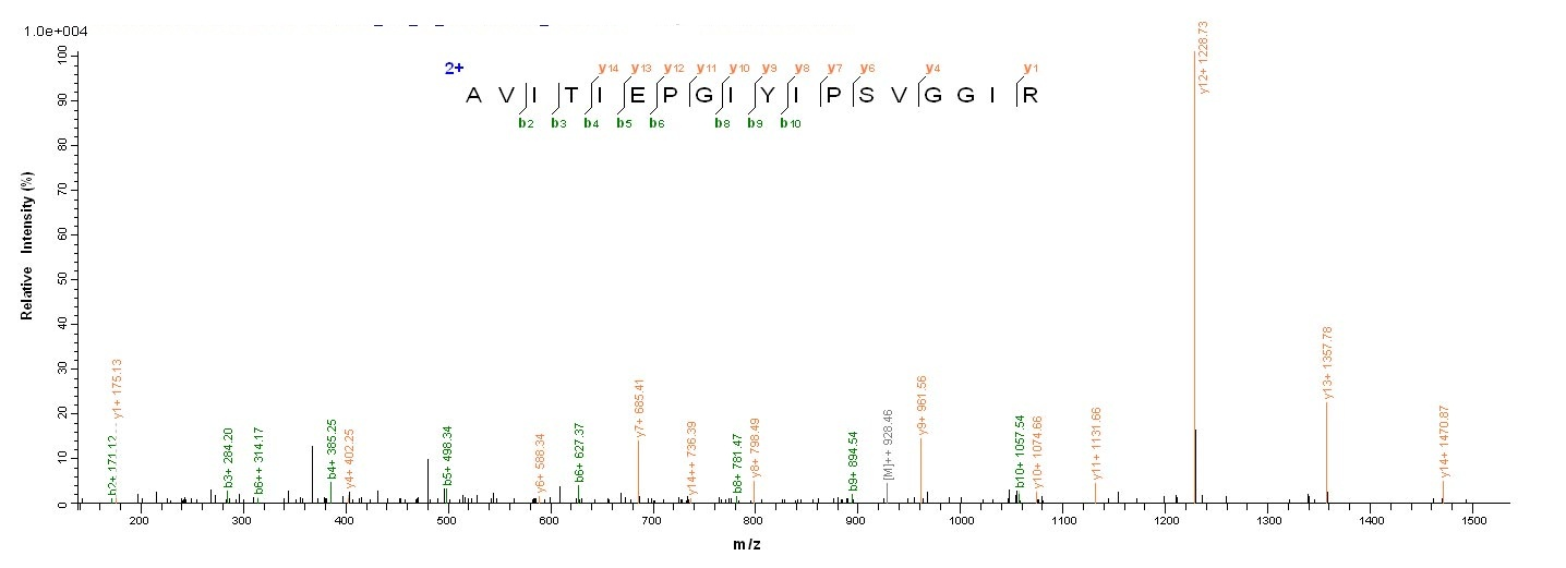 Bacterial pepP protein