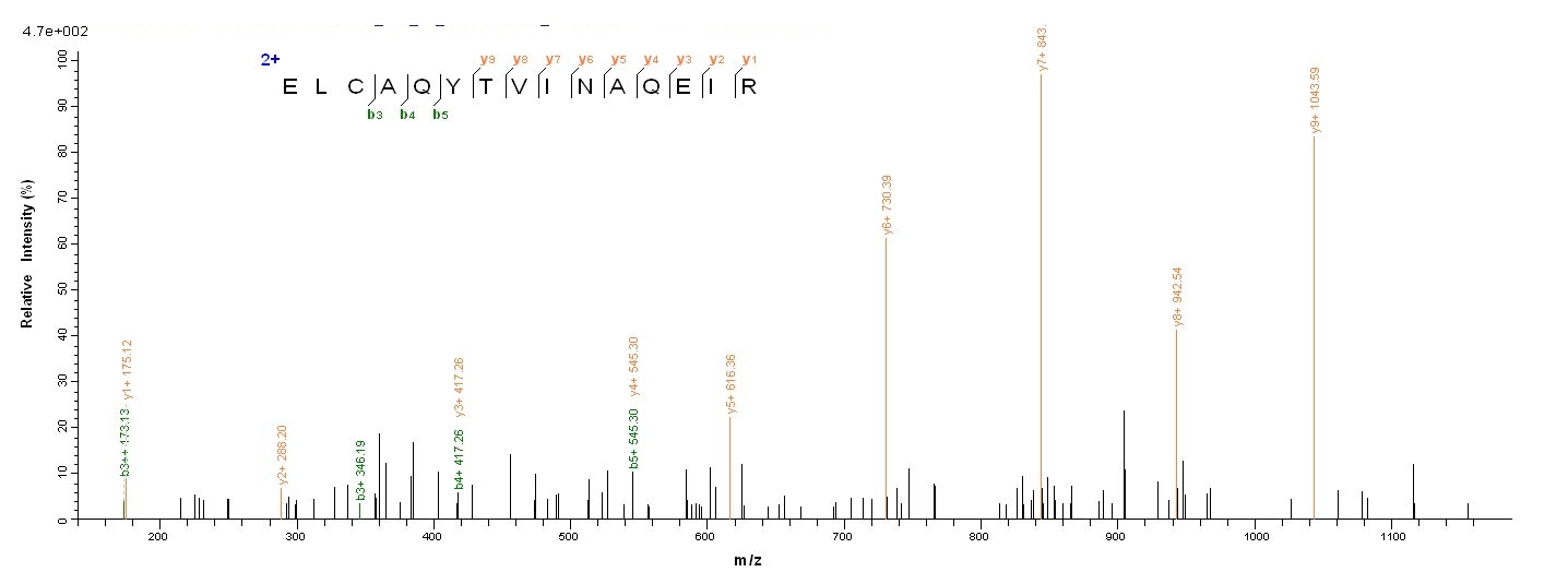 Bacterial pepP protein
