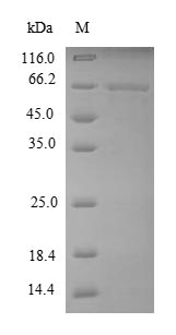 Dog MMP13 protein