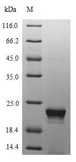 Viral IX protein