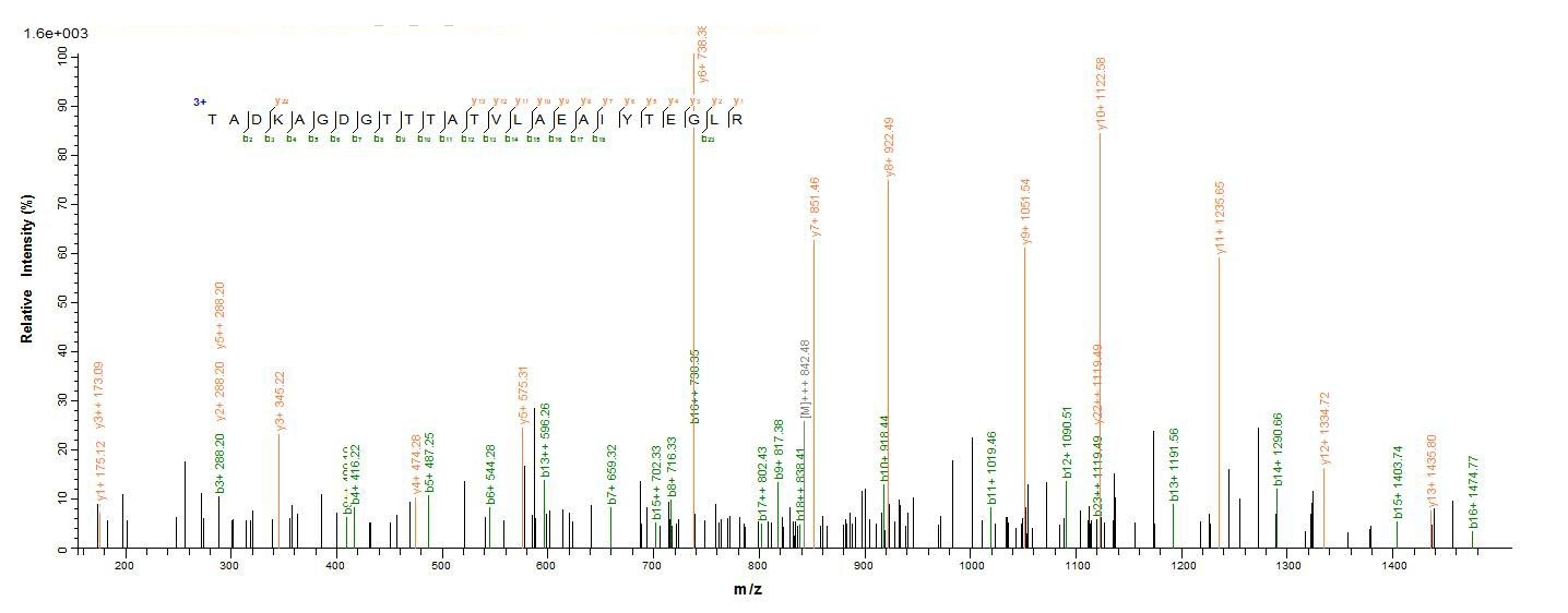 Bacterial groL protein