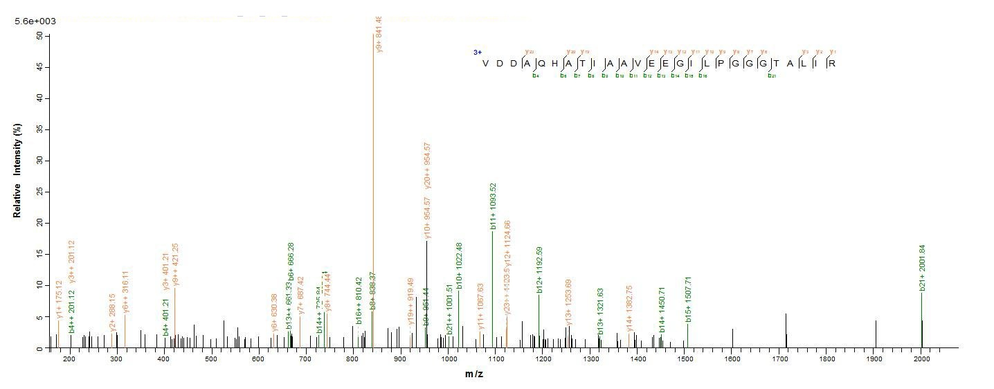 Bacterial groL protein