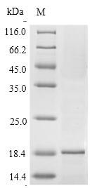 Plant Isoallergen 1 protein