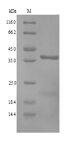 Dog ANXA13 protein