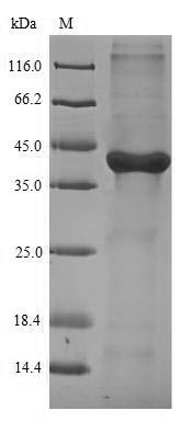 Mouse Lgals4 protein