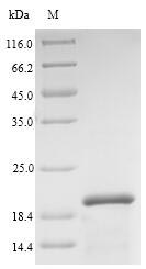 Plant Major pollen allergen Aln g 1 protein