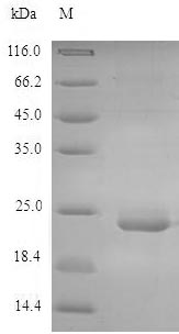 Mouse Clec4e protein