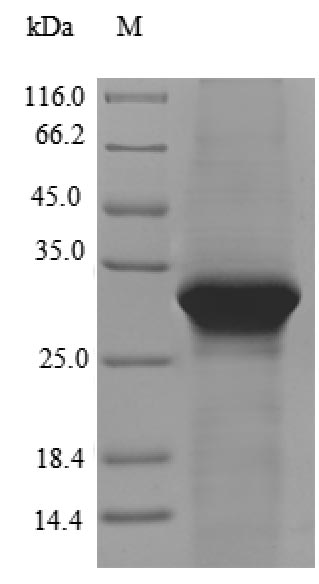 Human LSR protein