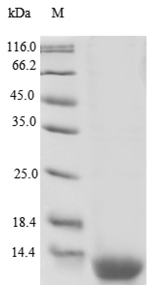 Human RETNLB protein