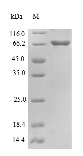 Mouse Becn1 protein