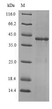 Bacterial bla protein