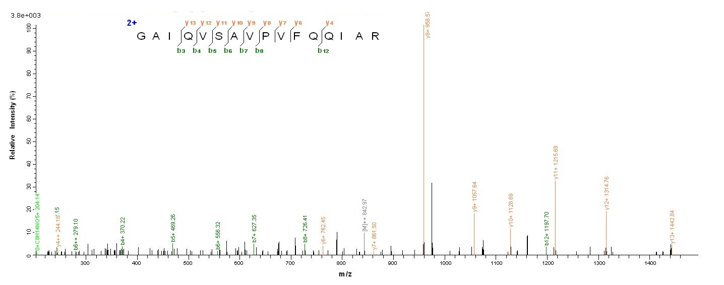 Bacterial bla protein