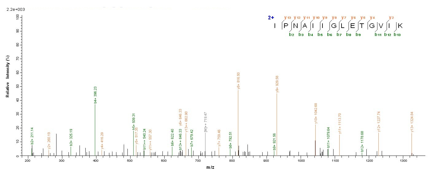 Bacterial bla protein