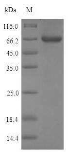 Mouse Pnlip protein