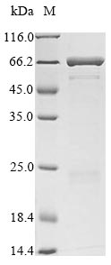Viral wac protein
