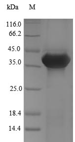 Dog ANXA13 protein
