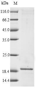 Plant MALD1 protein