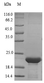 Mouse Lcn5 protein